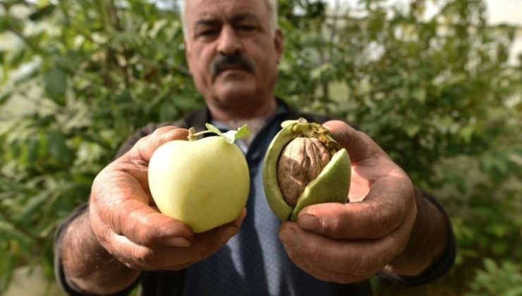 Elma büyüklüğündeki cevizler şaşırtıyor