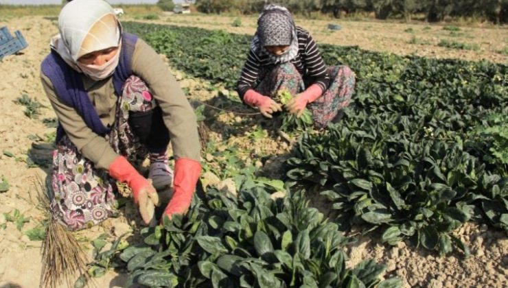 Ispanağı kuraklık vurdu: Fiyatlar artacak!