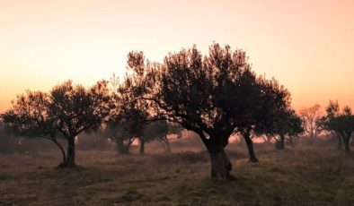 Kilis’te yerli sofralık zeytin tezgahlarda yerini aldı