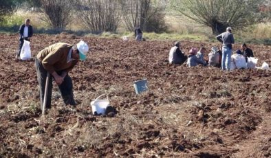 Patates bile alınamaz oldu: Tarlaya akın ettiler