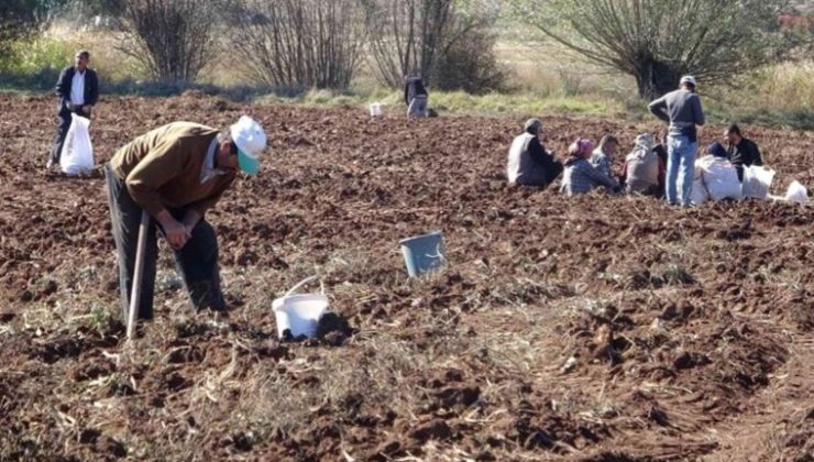 Patates bile alınamaz oldu: Tarlaya akın ettiler