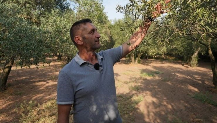 Balıkesir’de, 80 bin zeytin ağacı suyla buluştu