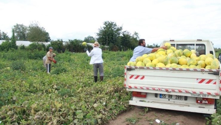 Çarşamba Ovası’nda hasat sürüyor: Fiyatı 3 TL’ye düştü…