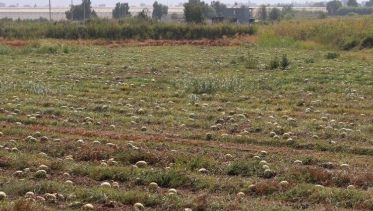 Fiyatı 1 liranın altına düştü Büyük Menderes Ovası’nda ürünler tarlada kaldı: Binlerce liralık mahsul çürümeye terk edildi