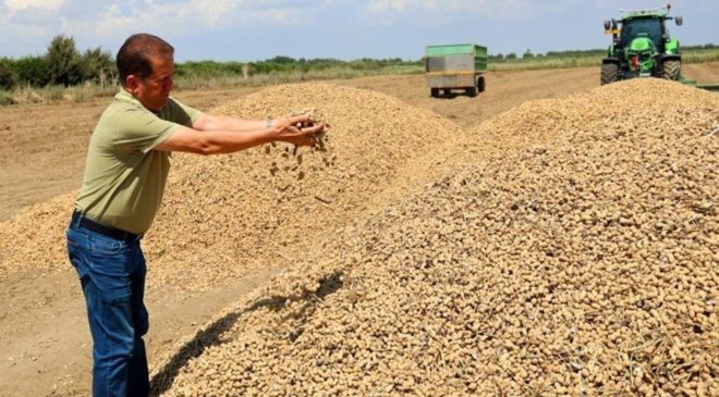 Adana’da hasat başladı: Sıcak hava verimi düşürdü! Fiyatı bu yıl yarıya indi