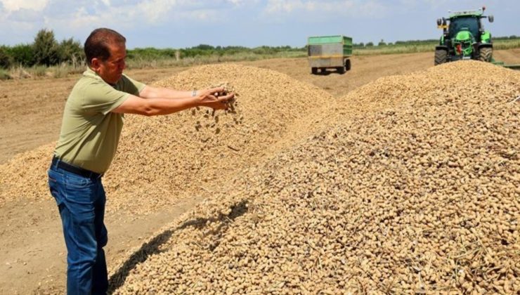 Adana’da hasat başladı: Sıcak hava verimi düşürdü! Fiyatı bu yıl yarıya indi