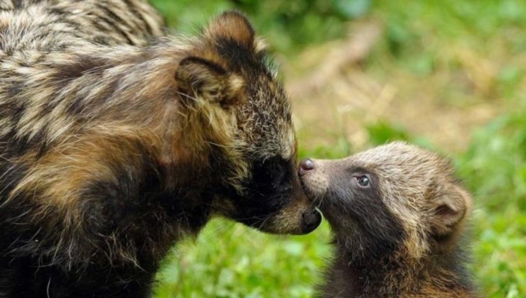 ‘Genetik hayaletler’ araştırması Covid’in kaynağının yaban hayvanları olduğunu buldu